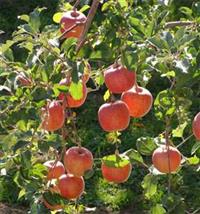 Biến đổi khí hậu ảnh hưởng đến chất lượng trái cây
